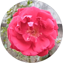 Satya Sharma profile picture
